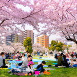 People with Cherry Blossom
