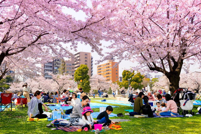 People with Cherry Blossom