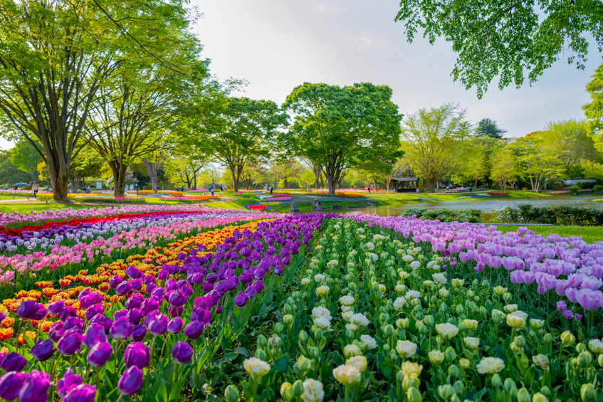  Showa Commemorative National Park