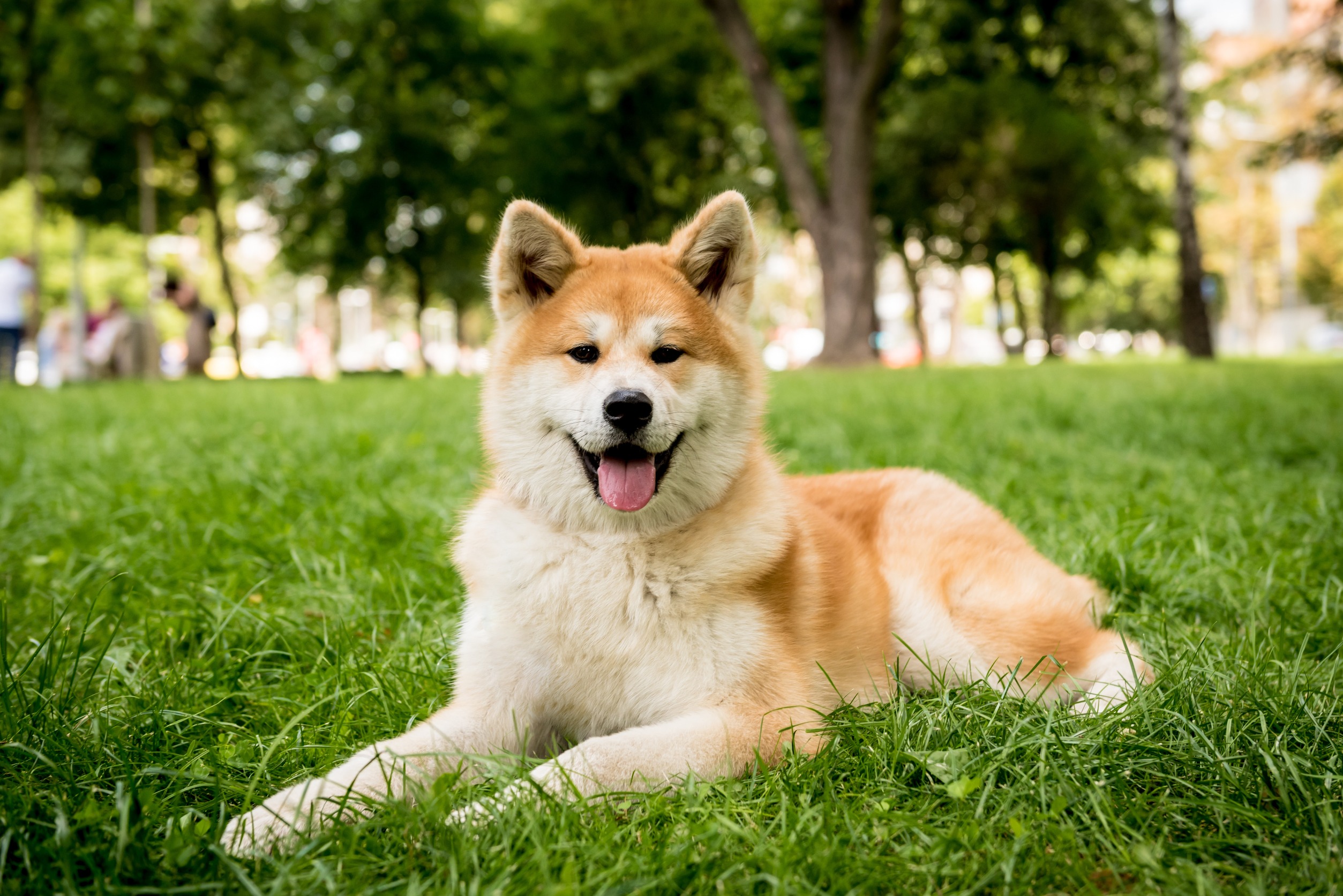 Akitainu