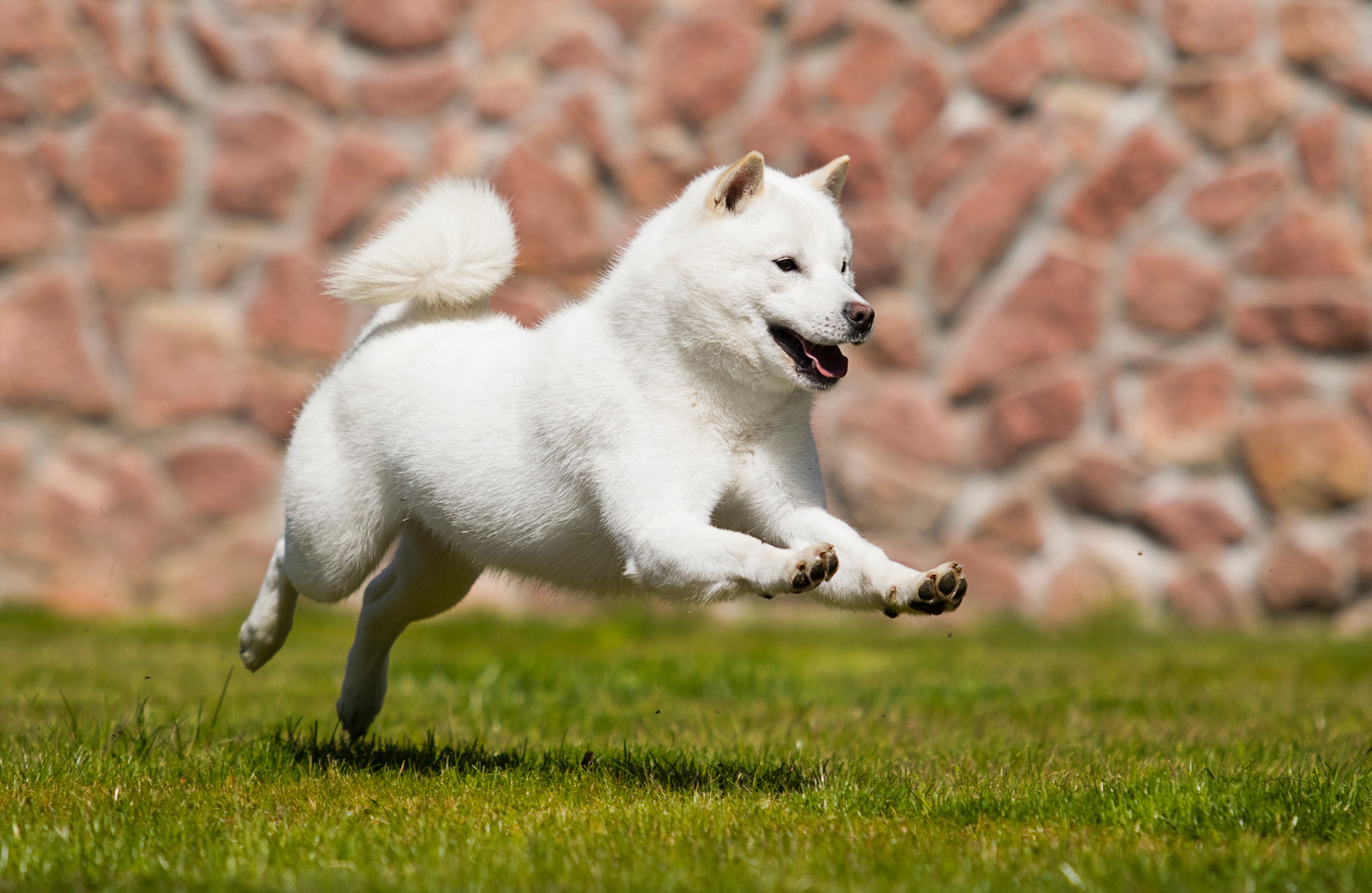 hokkaido inu