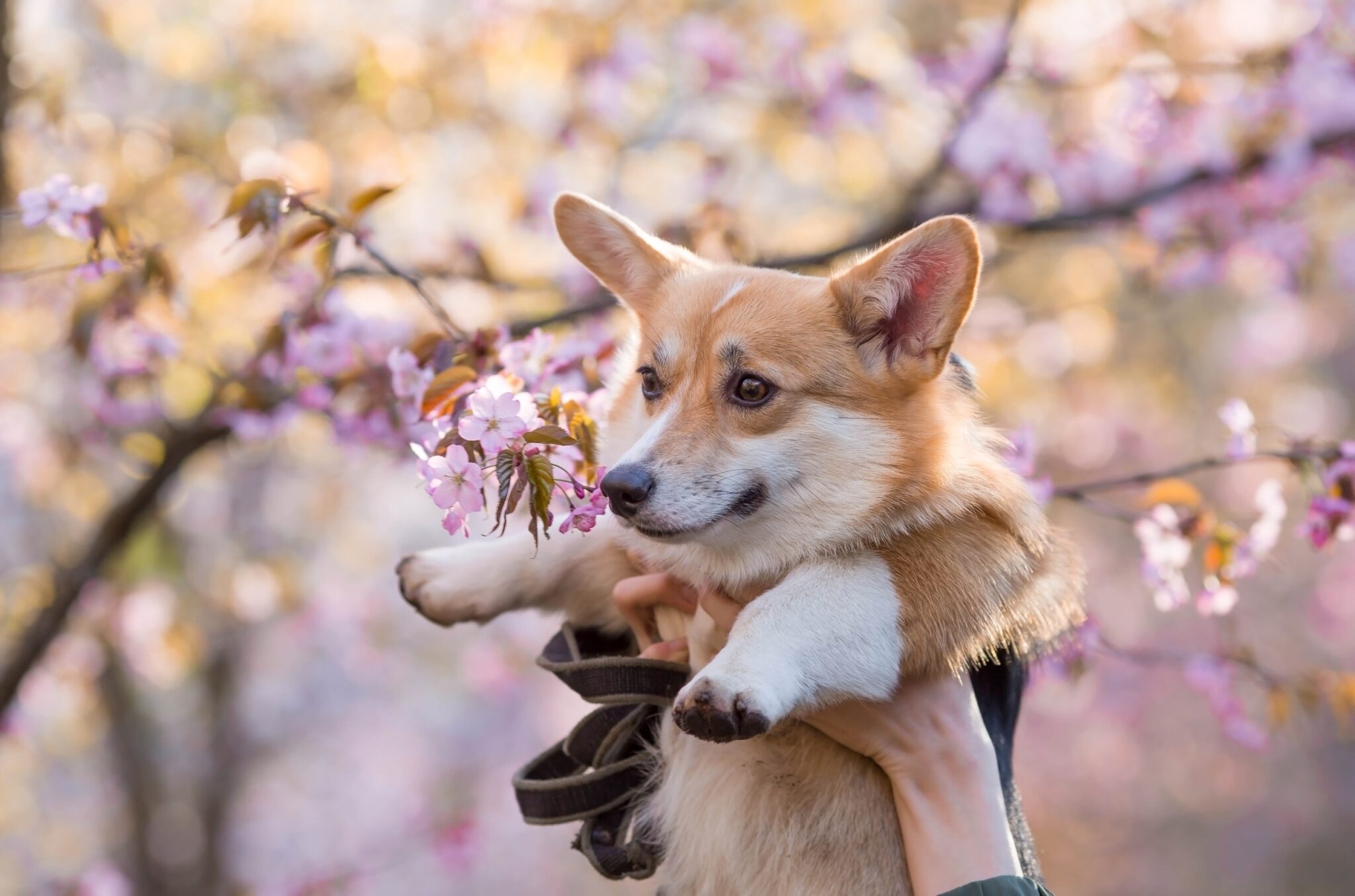Authentic Japanese dog breeds