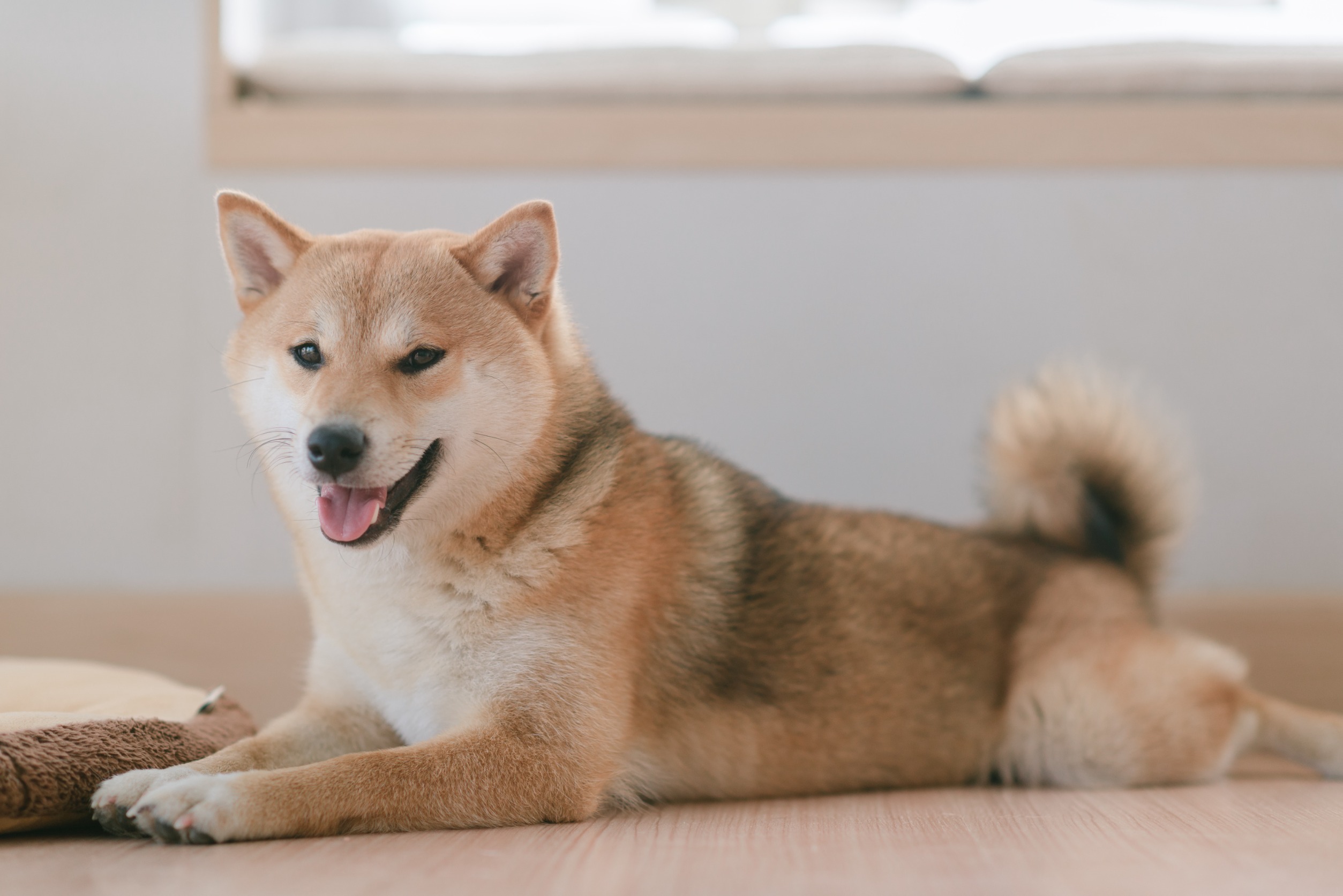 shiba inu