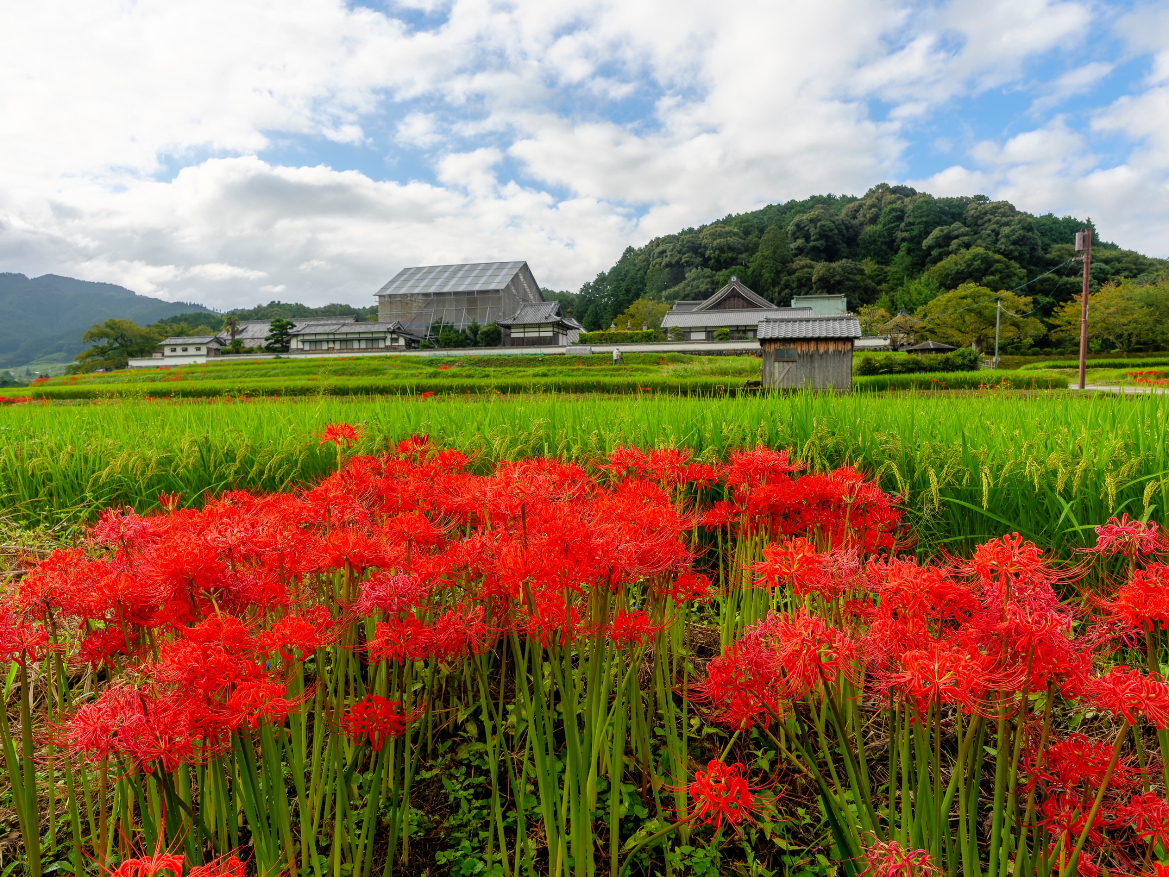 Flower of death in Japan