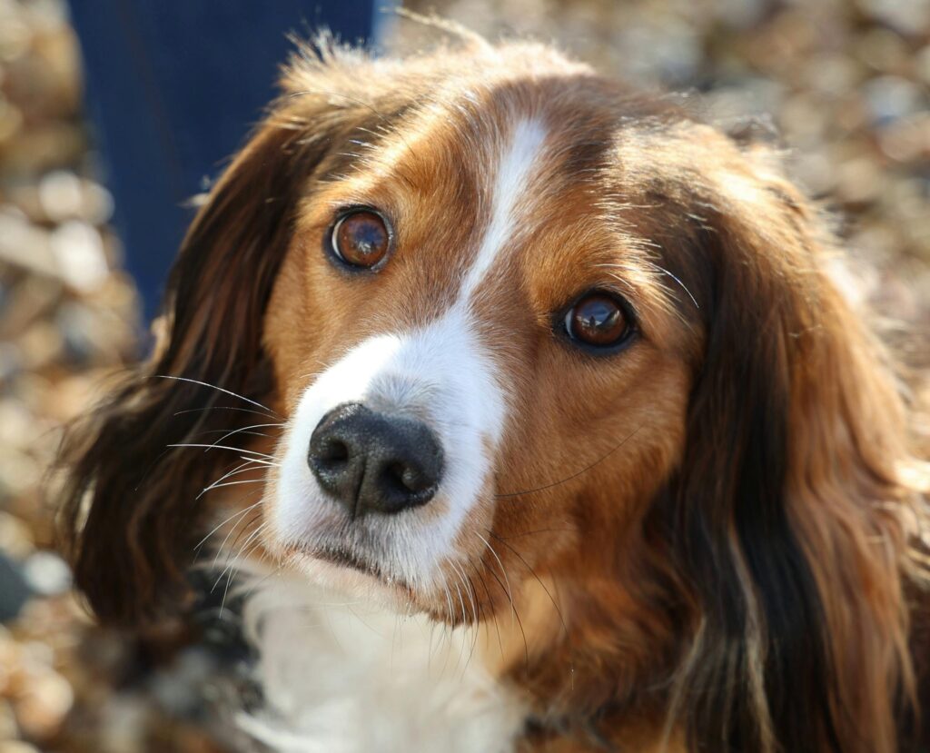 The Big Kooikerhondje コイケルホンディエの洋書 英語 kooikerhondjes.png?v=1619424736