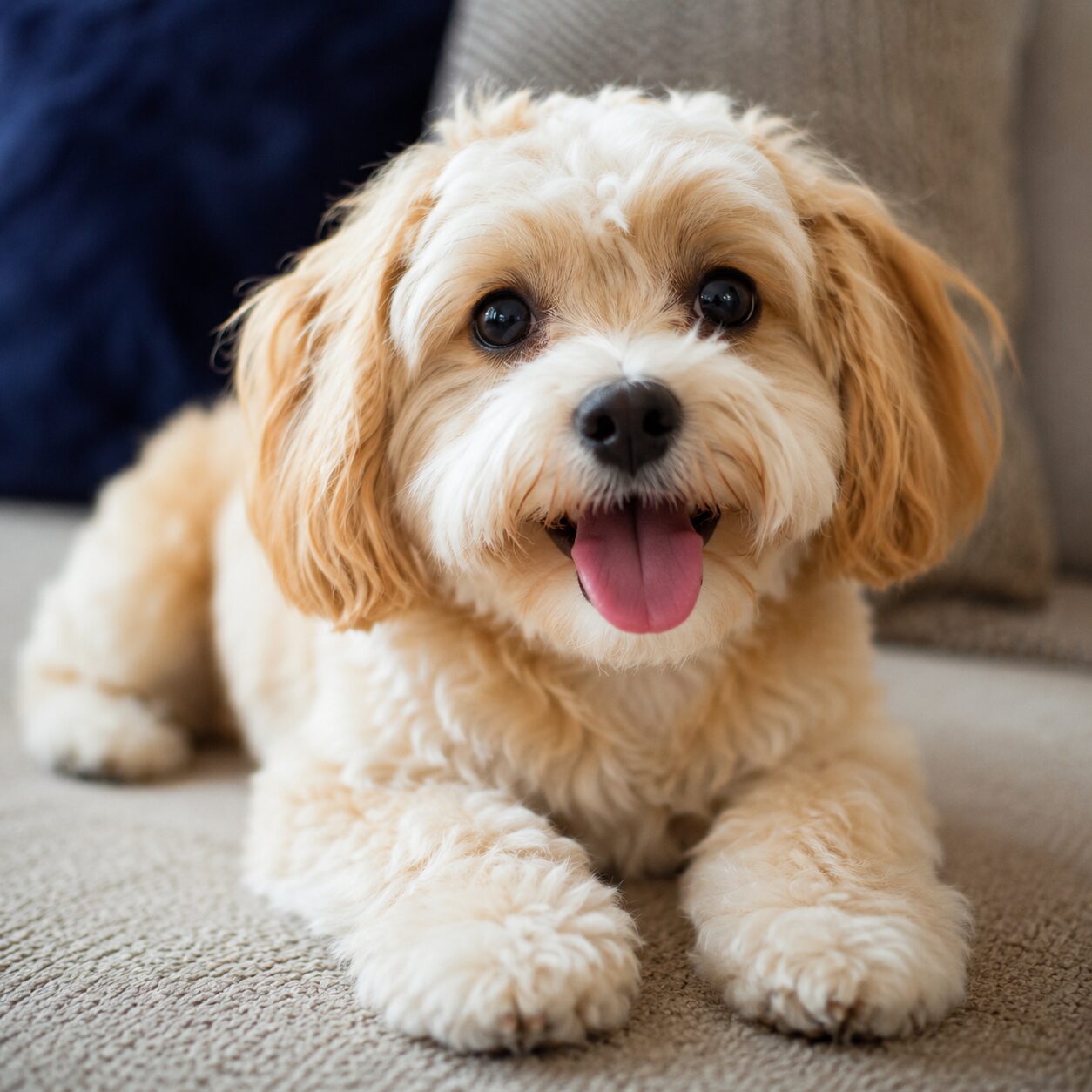 ペットの犬