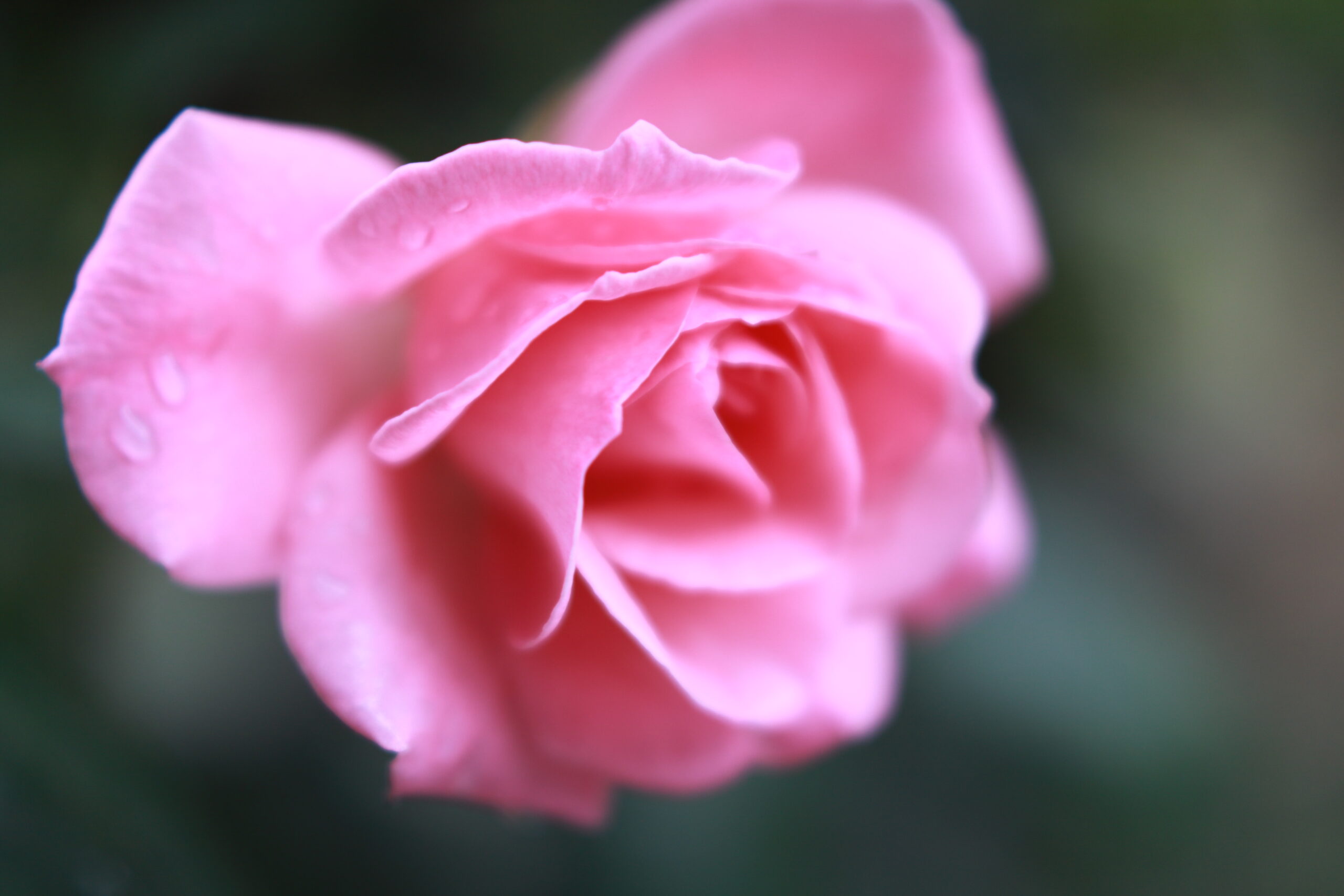 薔薇