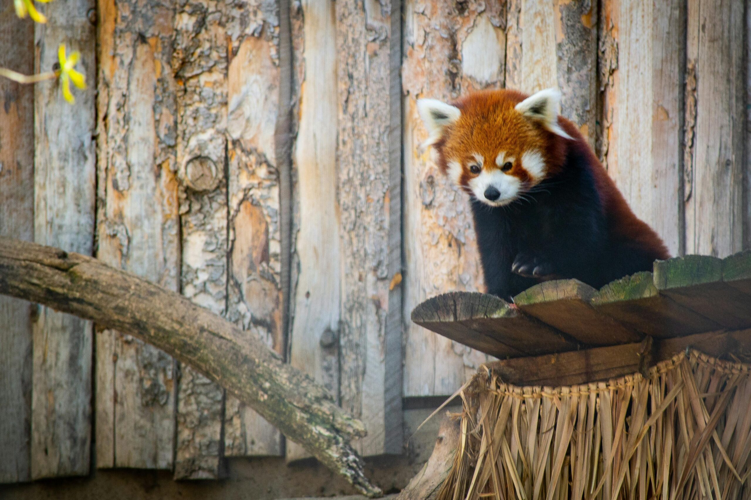 レッサーパンダ・絶滅・なぜ